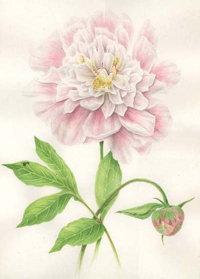 Volume two of botanical prints by Sabina Fascione Alcorn